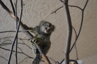 /album/fotogalerie-zoo-dvorec-u-borovan-park-exotickych-zvirat/dvorec-u-borovan-zoo16-jpg/